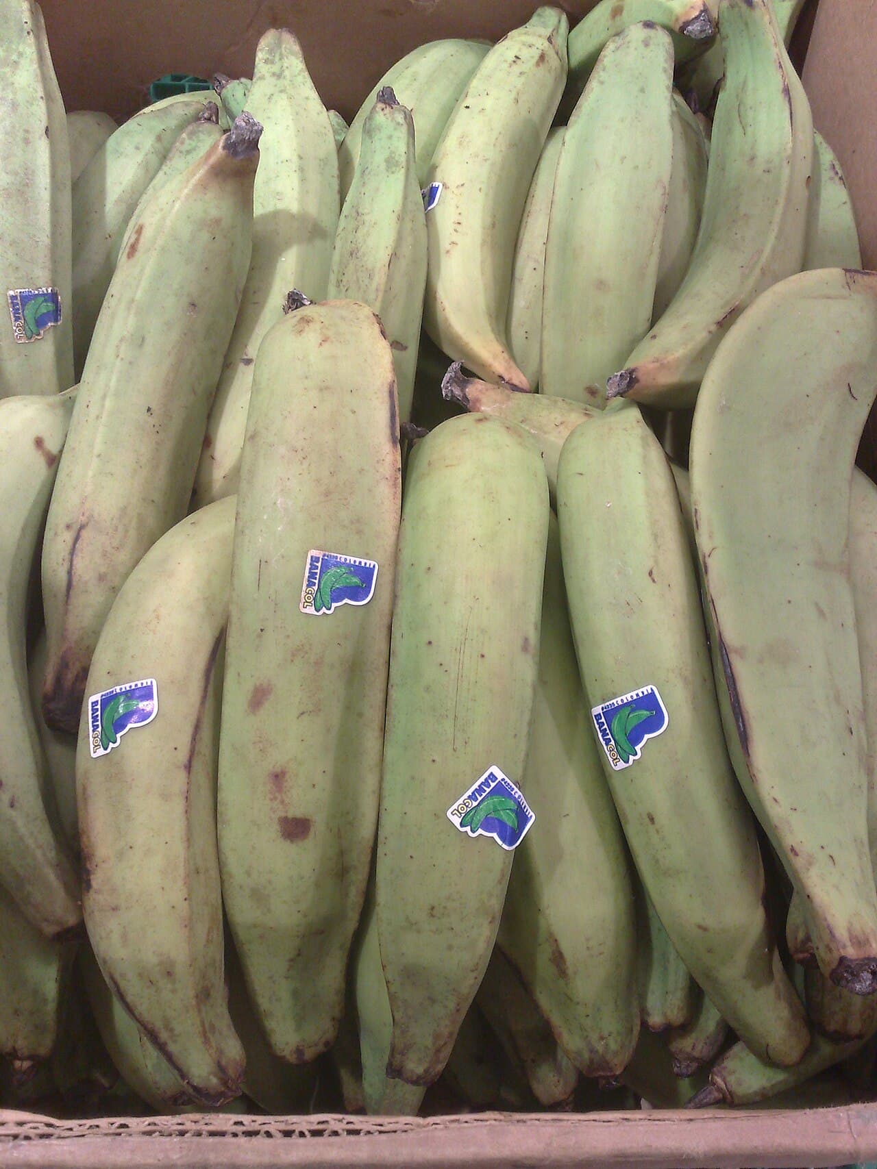 Plátano macho — EXOCHI