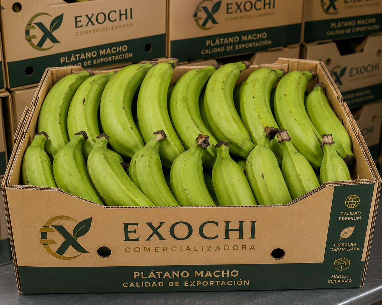 Plátano macho — EXOCHI
